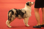 19-04-2015  Brabo Dogshow Antwerpen