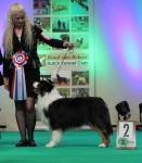 dog of the year show 2014