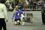 CAC /CACIB and BOS AND NEW DUTCH CHAMPION!!!!!!!!!!