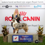 04-06-2016 int Dogshow de Baronie Tilburg.DJCH Dailo's Thinking Out Of the Box 1 exc inter class Best Female BEST of BRE