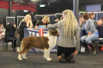 Dailo's Red Edition 1ste intermediate class and Res CAC/CACIB