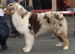 wijchen 2012: Dailo's Docter Love 1st excellent yought class 